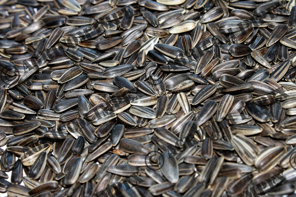 Strip Sunflower Seed